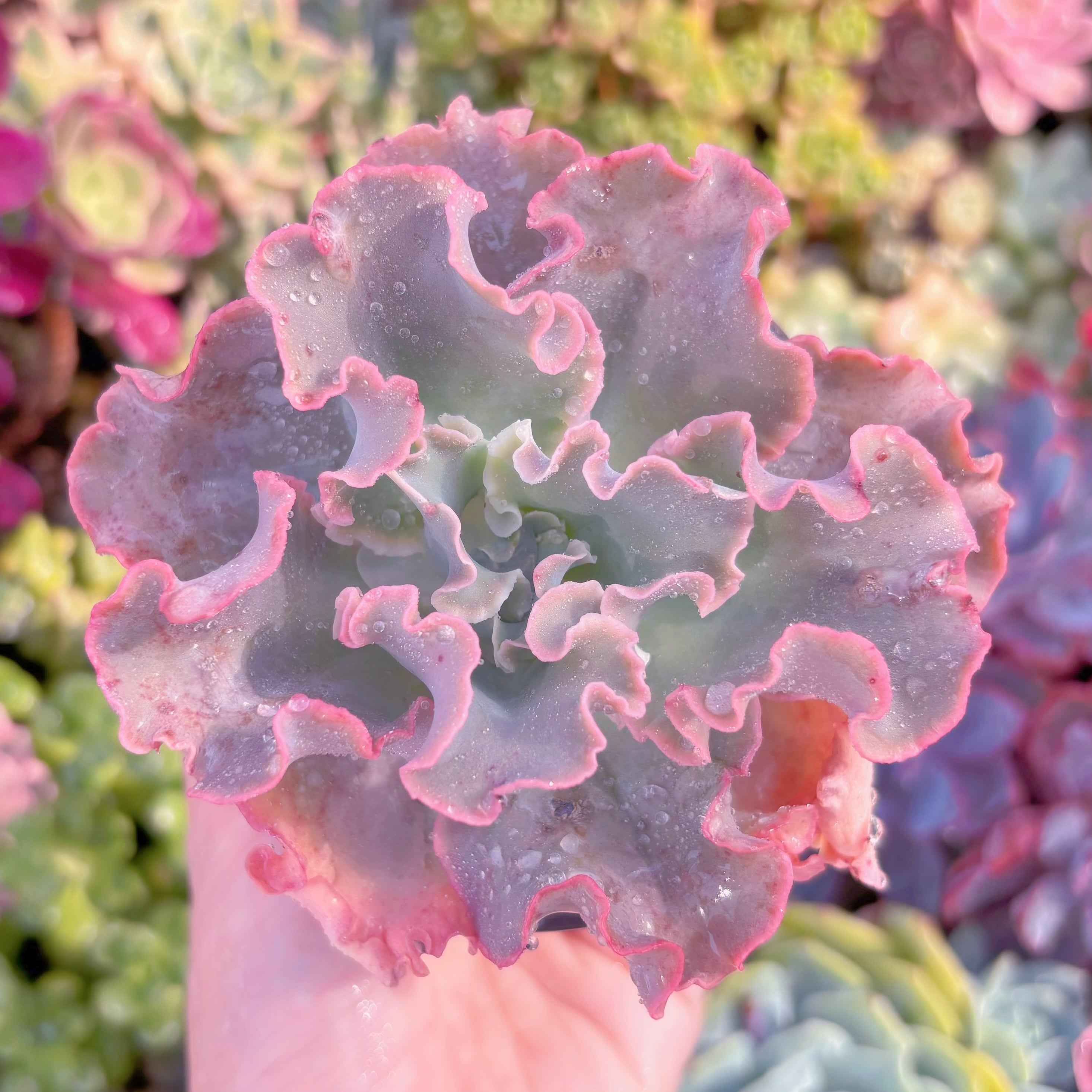 現品　高砂の翁#231　大苗　るる農園