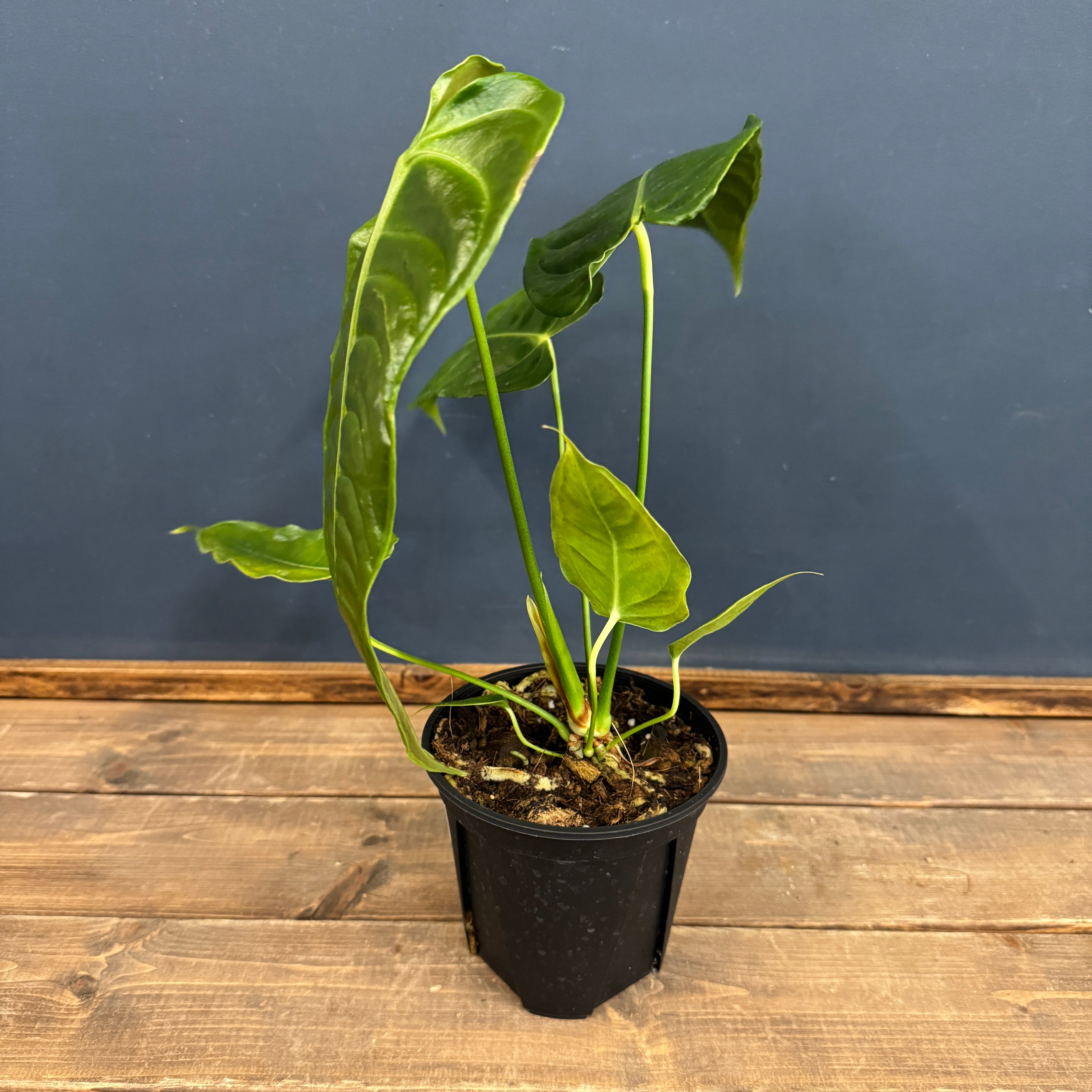 アンスリウム ベイチー【328】 | PROTOLEAF プロトリーフ