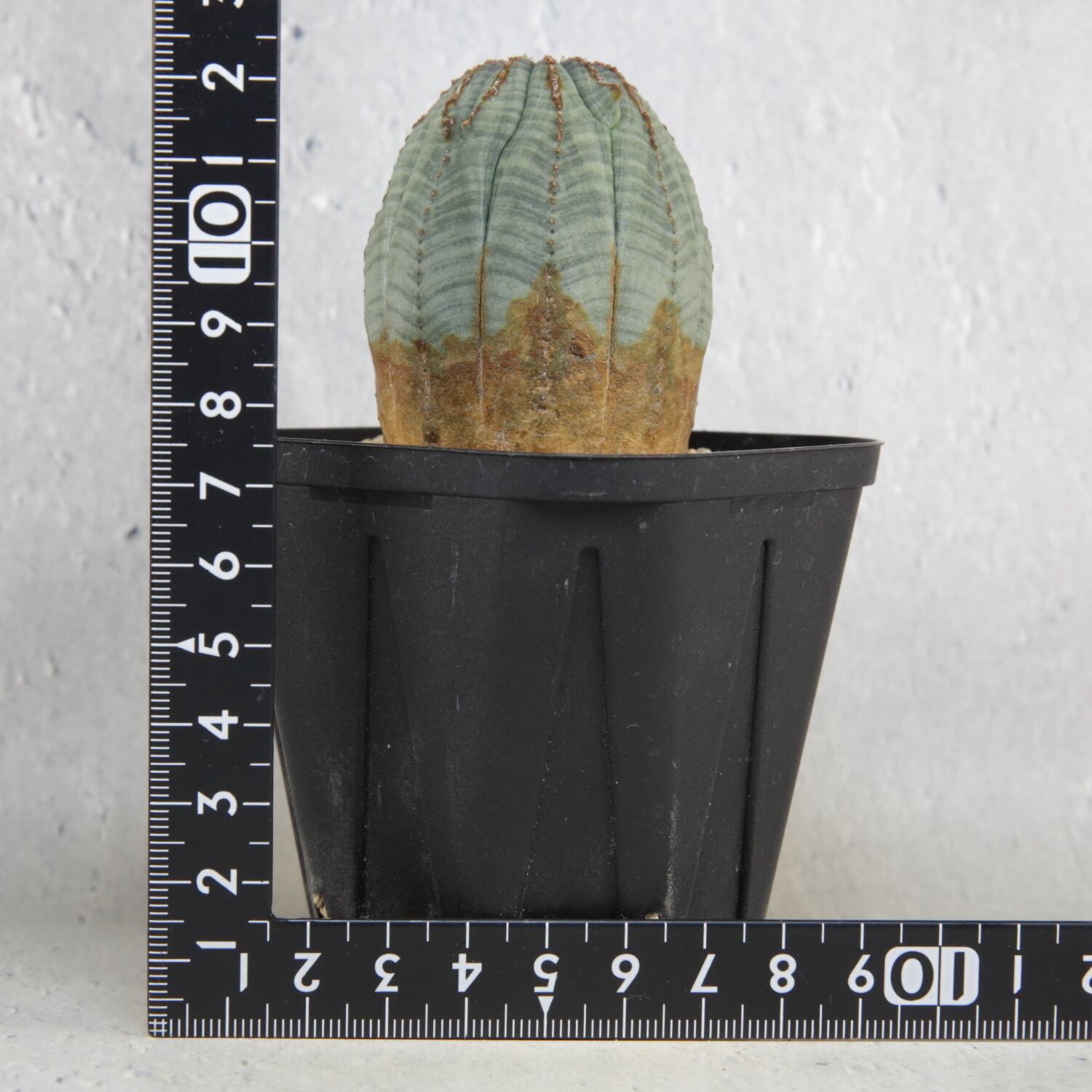 美模様 たまご型 オベサ / 良型 木質化 ユーフォルビア