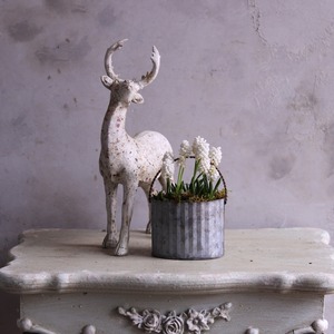 mondimanche　寄せ植え　ムスカリミニバケツ｜寄せ植え　届いてすぐ玄関に飾れる 　プレゼントにもオススメ　