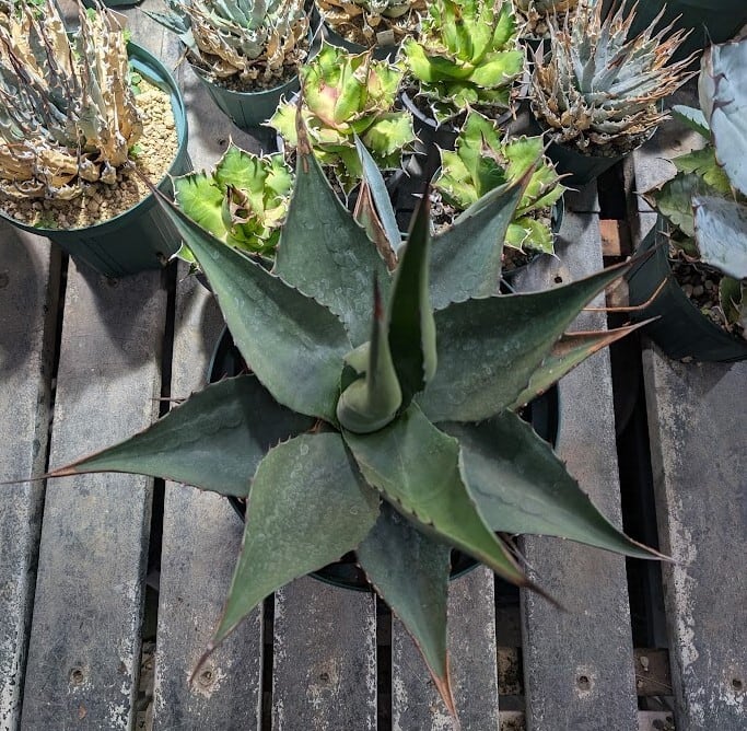 アガベ ジェントリー ジョーズ agave gentryi 