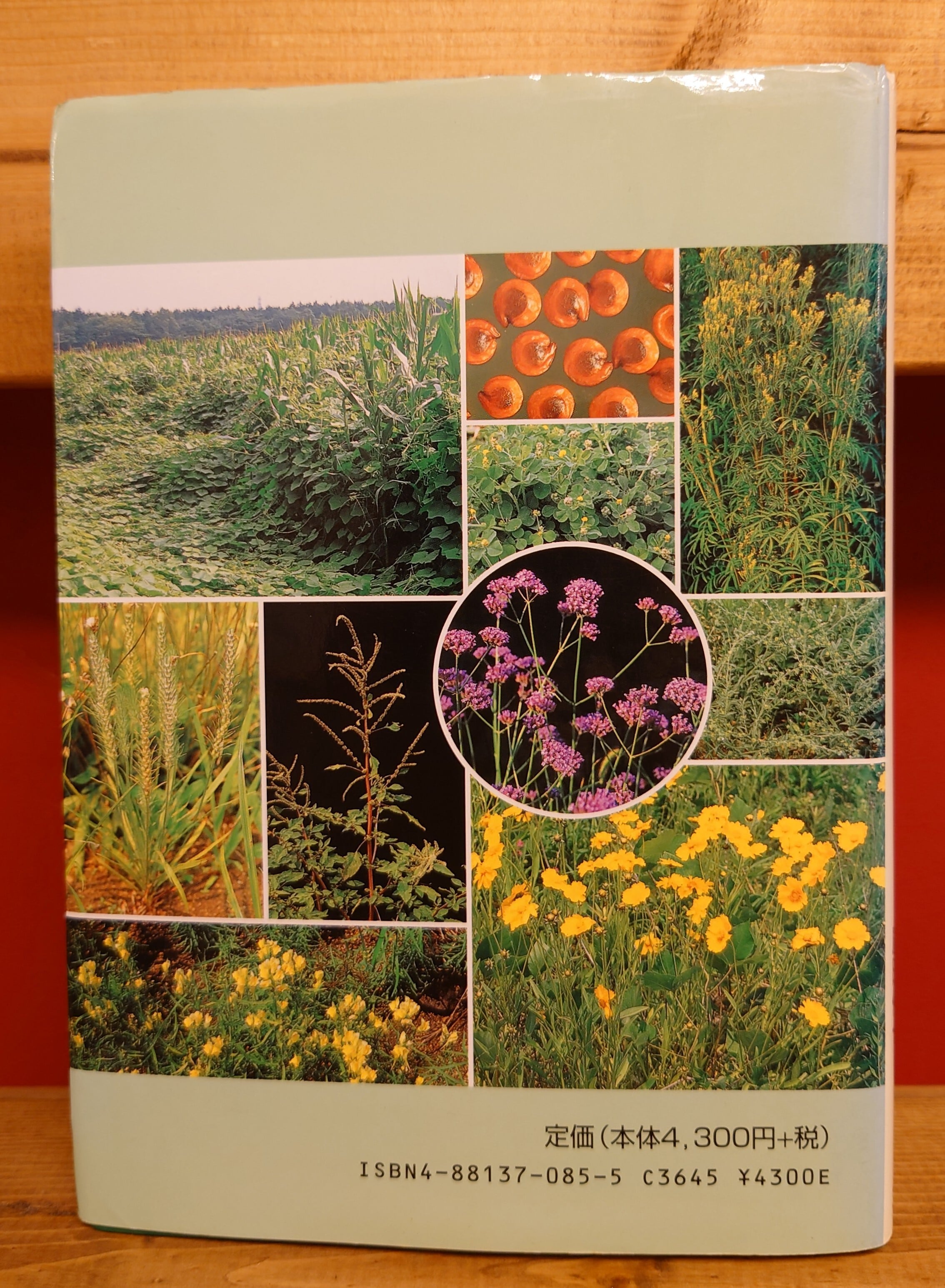 日本の帰化植物図譜 日本の帰化植物 | 清水 建美 |本 | 通販 | Amazon