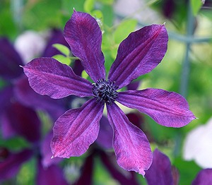 アフロディーテ・エレガフミナ - 'Aphrodite Elegafumina’ - インテグリフォリア系　10-56