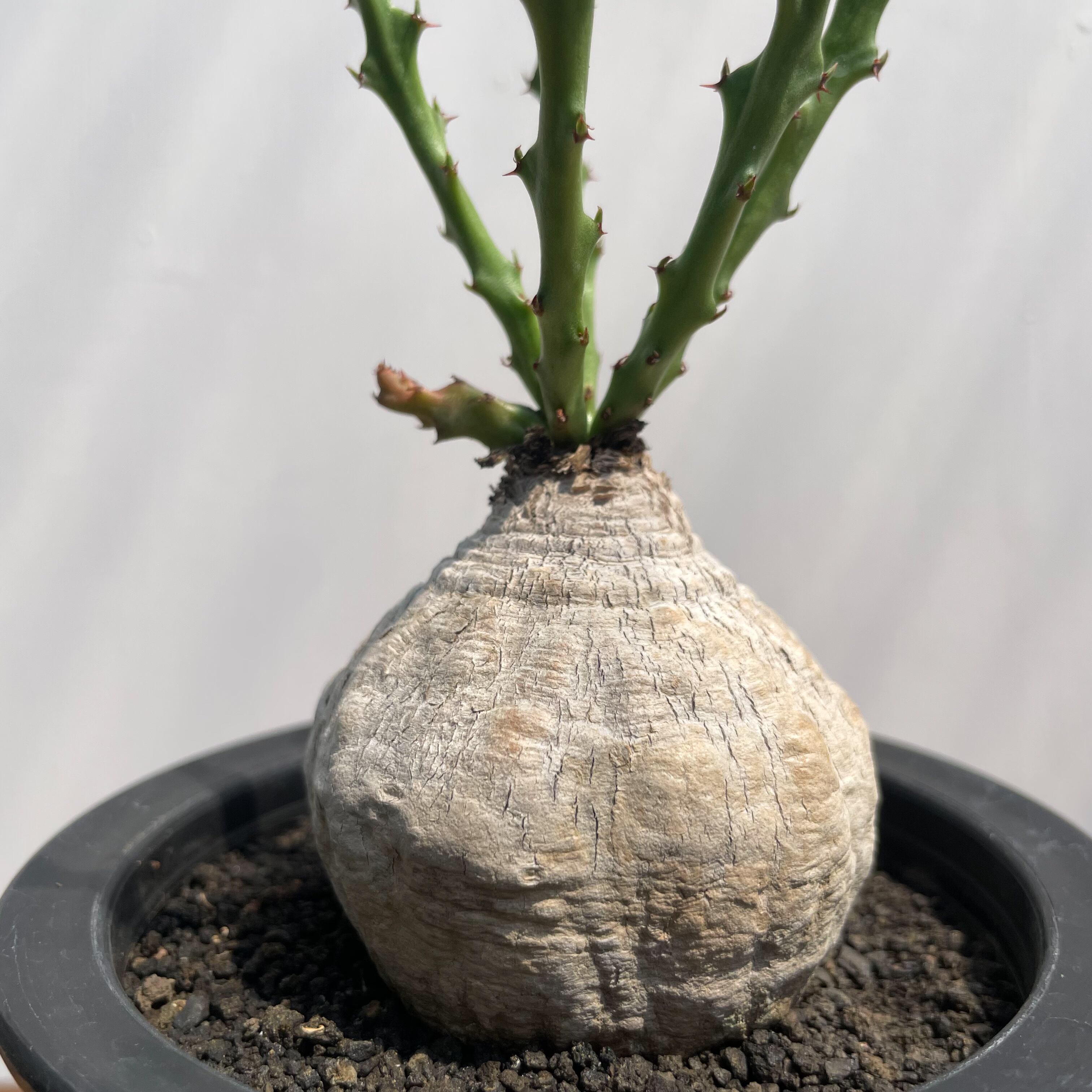 Euphorbia decidua【ユーフォルビア・デシドゥア・蓬莱島】 | RIMO'S