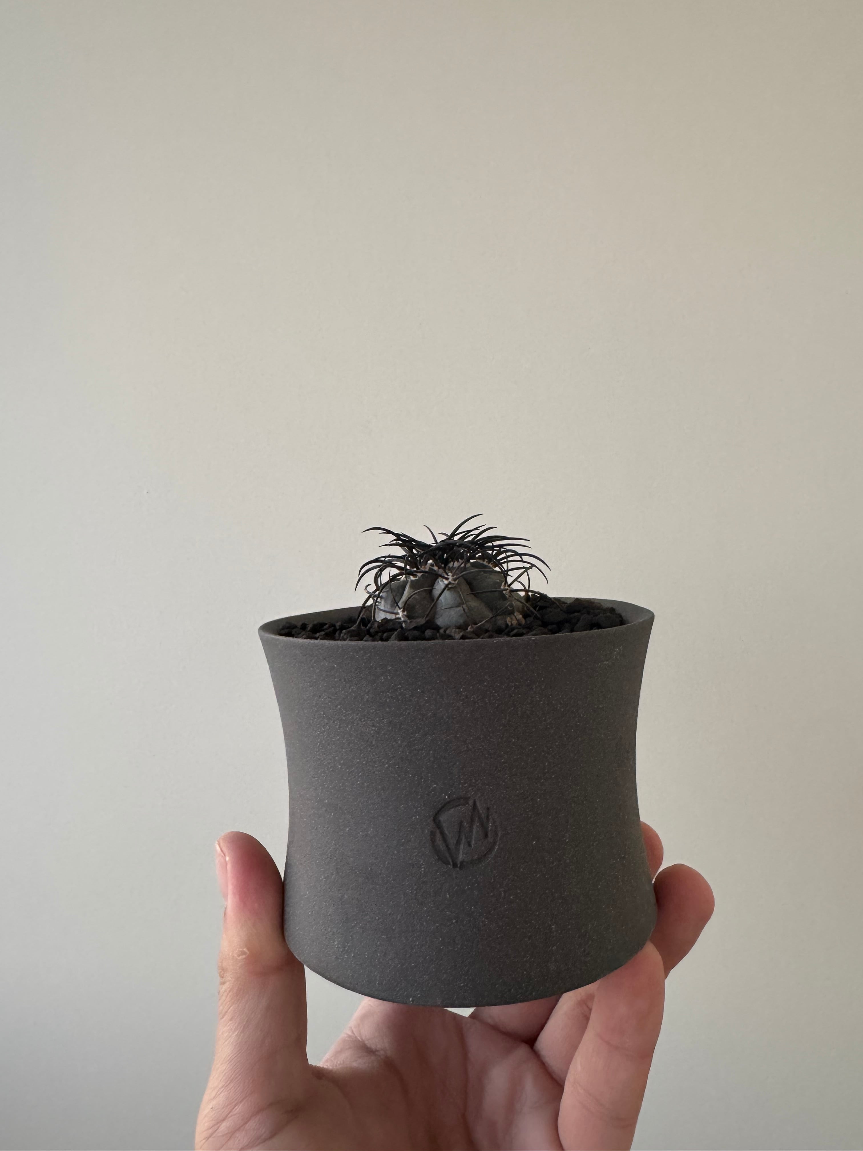 菊水　サボテン　valiem 新着】Strombocactus 菊水綴化 × VALIEM BABY【XXSsize】サボテンの