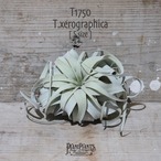 【送料無料】キセログラフィカ S〔エアプランツ〕現品発送T1750