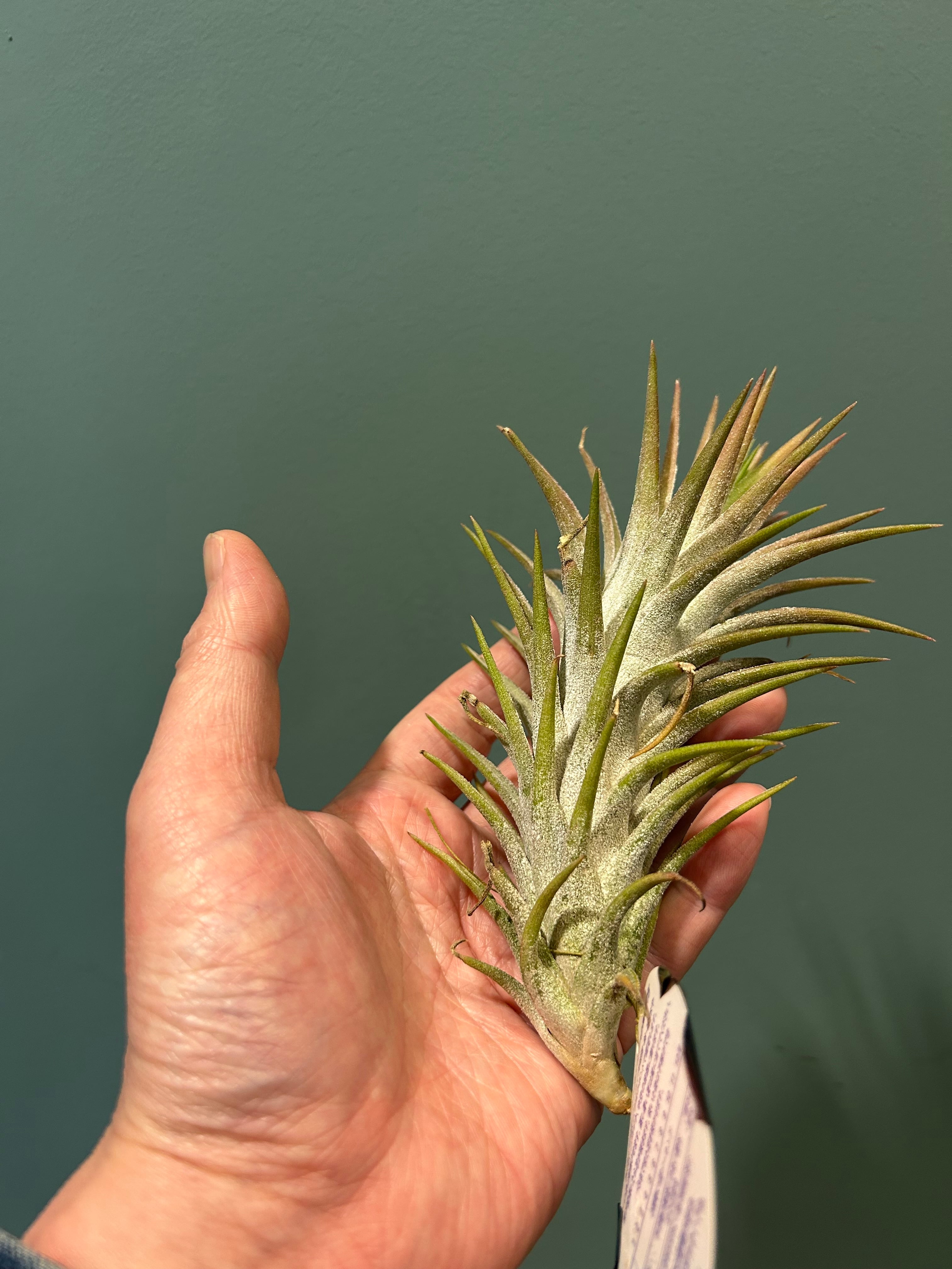 【大株55cm・良形】チランジア カーリースリム ボリューム株 根あり チランジア カーリースリム4号 | 植物との暮らし apricot