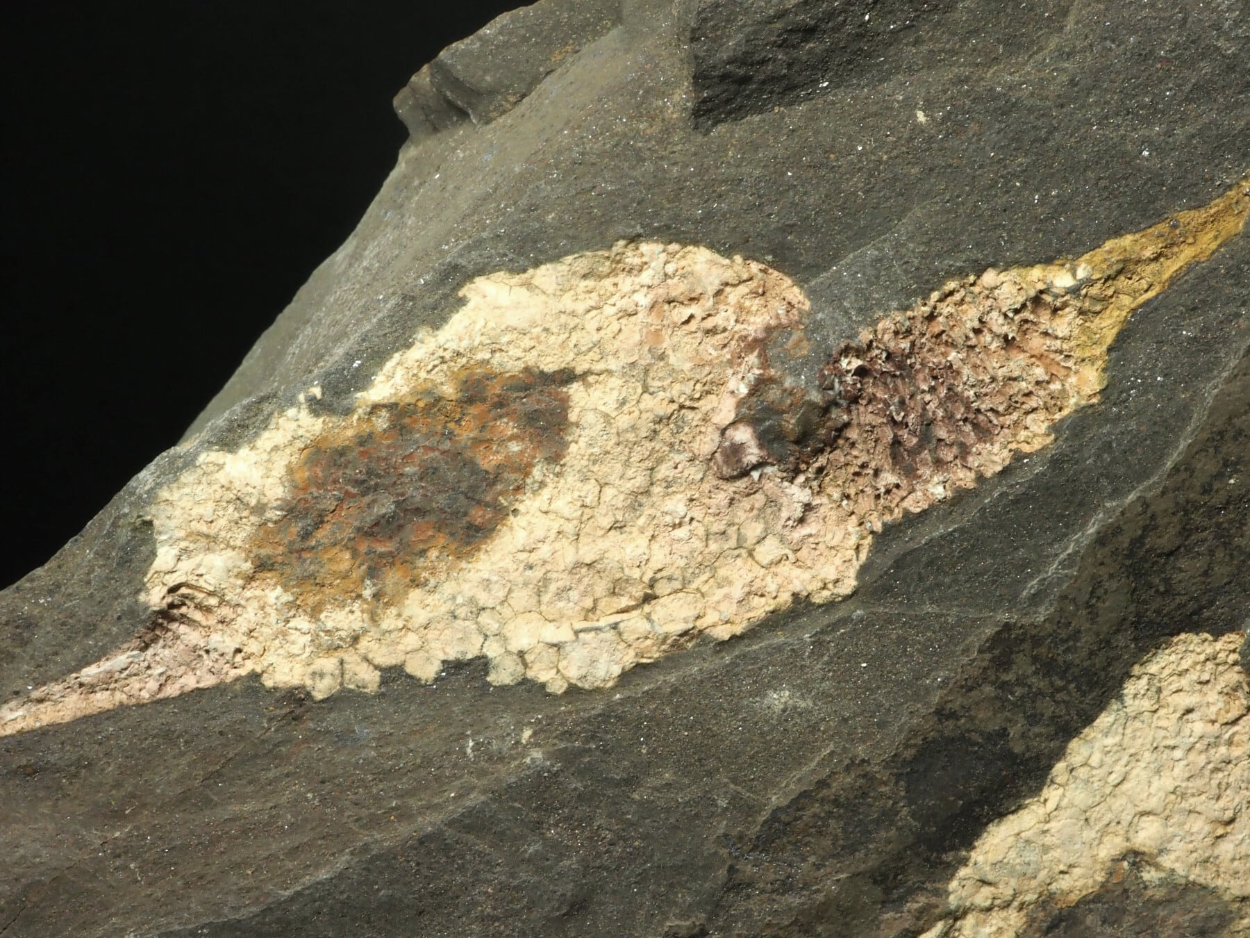 大型！超極上！棘皮動物の化石【Dendrocystites sp.】【1963g