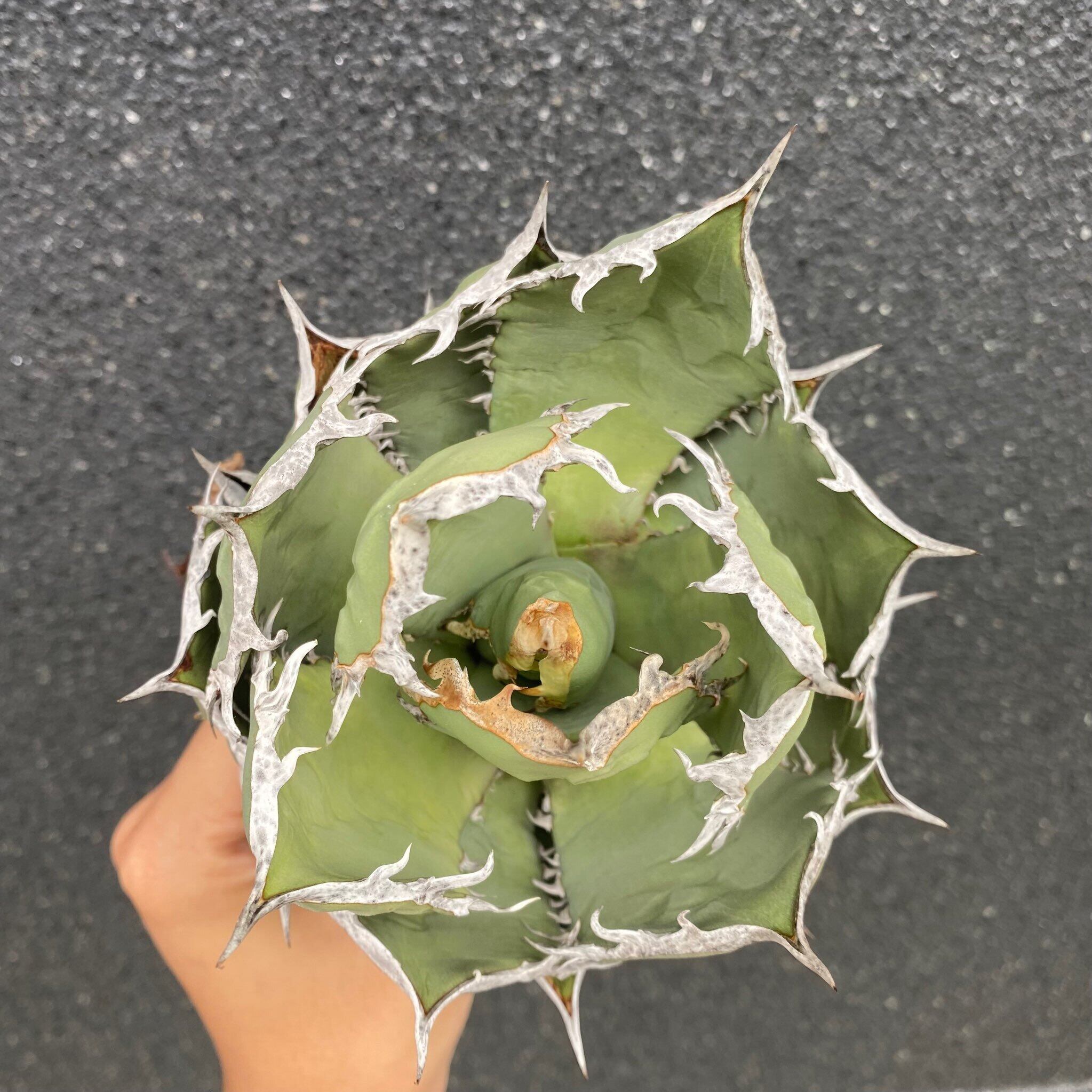 【大株】Agave Titanota 烈焔