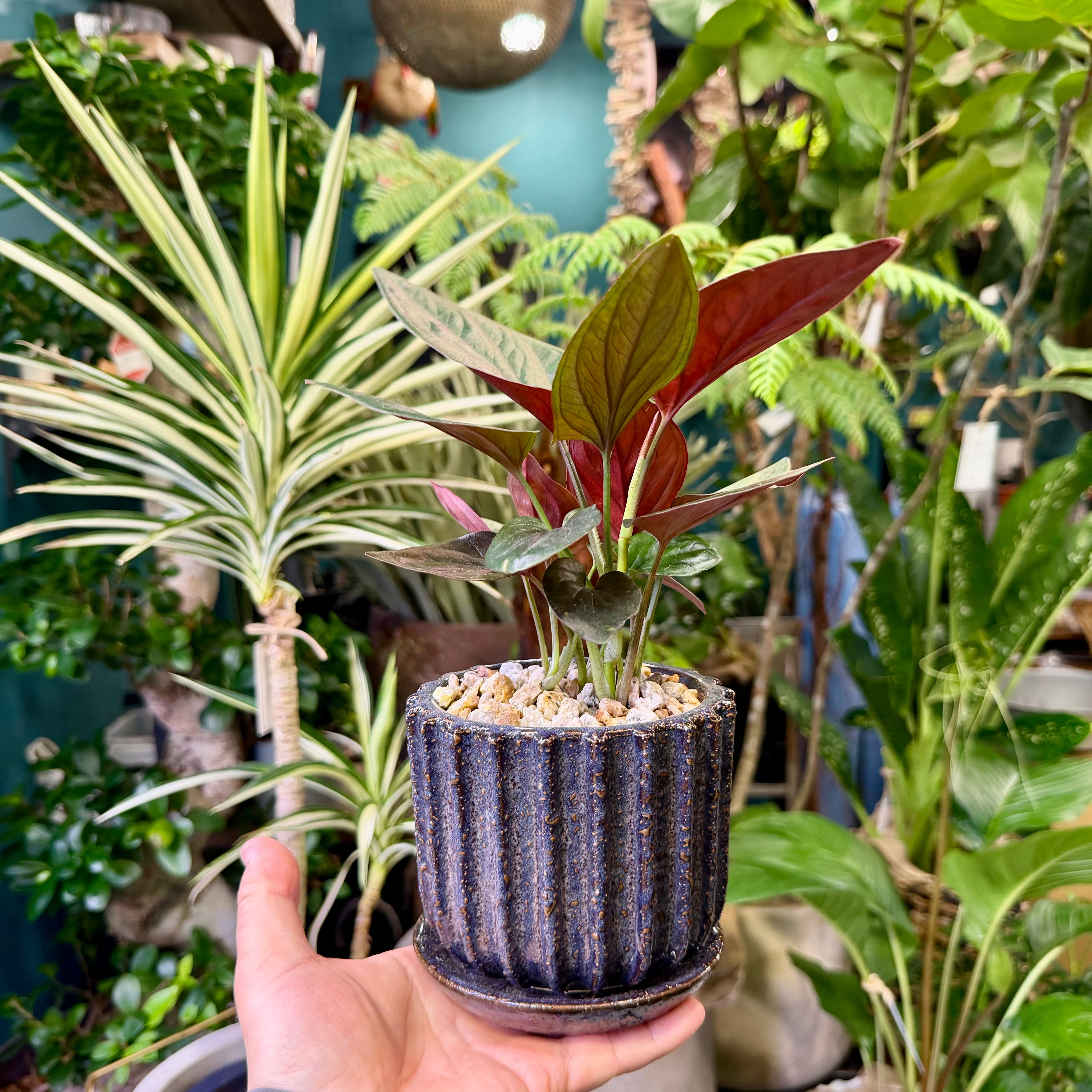シンゴニューム・チョコレート | barrelplants_BONSAI