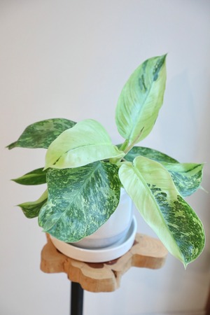 【希少】【M】フィロデンドロン ジョセボーノ/Philodendron  ※陶器鉢付き