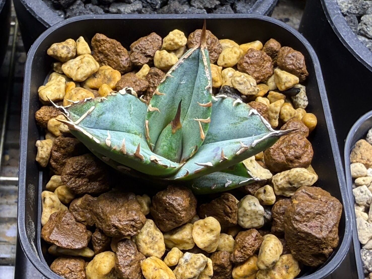 【 140 】oteroi seedling ②