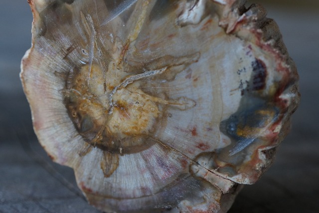 珪化木 Araucarioxylon ⑥