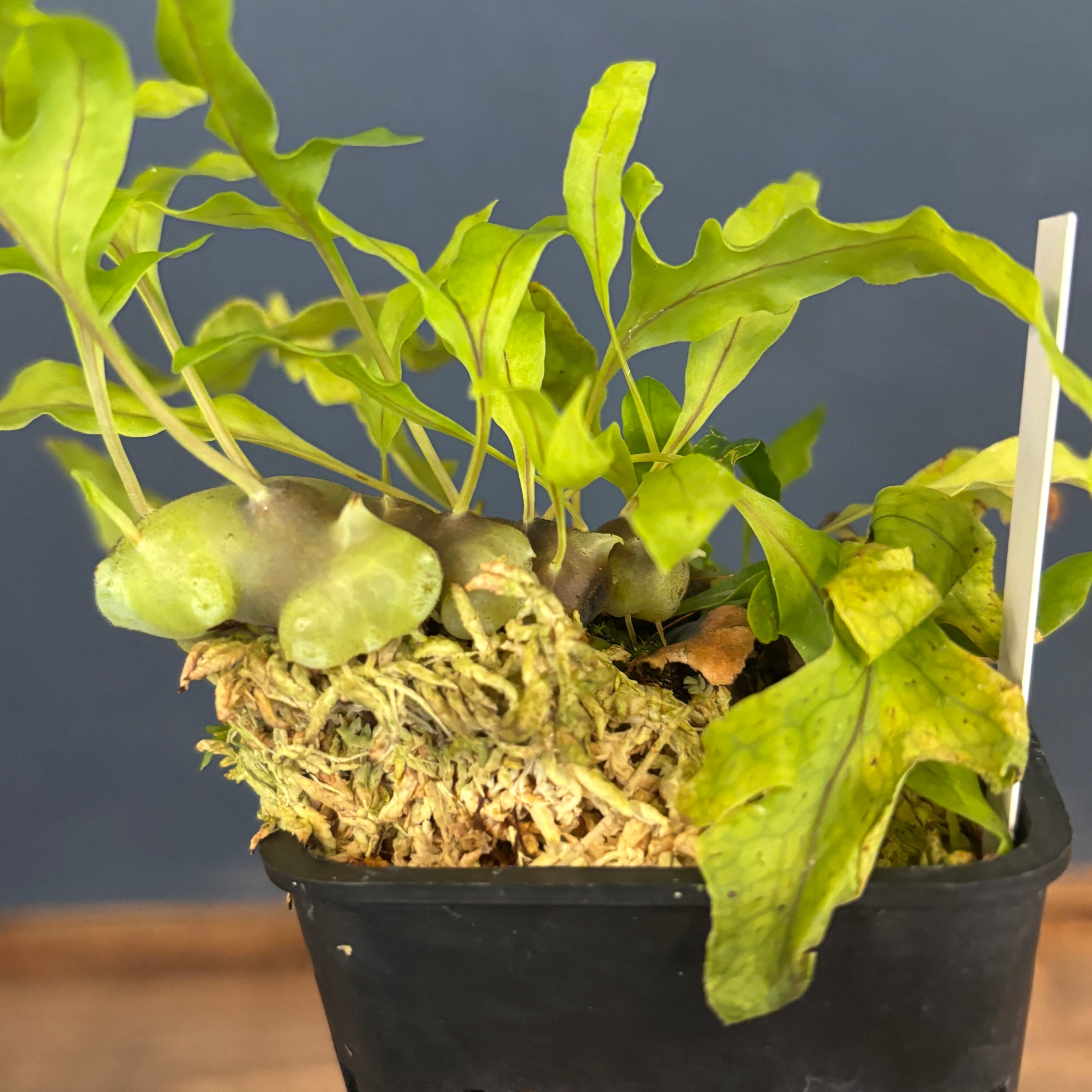 レカノプテリス バルゴイ Lecanopteris balgooyi #2 レカノプテリス balgooyi【577】 | PROTOLEAF プロトリーフ