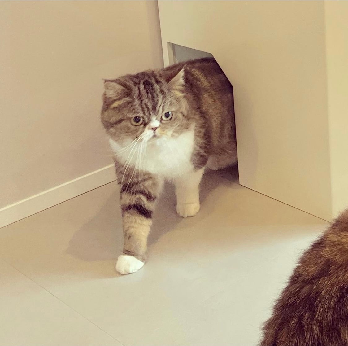 cat restroom デオトイレ用 (猫 トイレ カバー 目隠し ホワイト