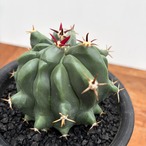 Ferocactus horridus【フェロカクタス・短棘巨鷲玉】