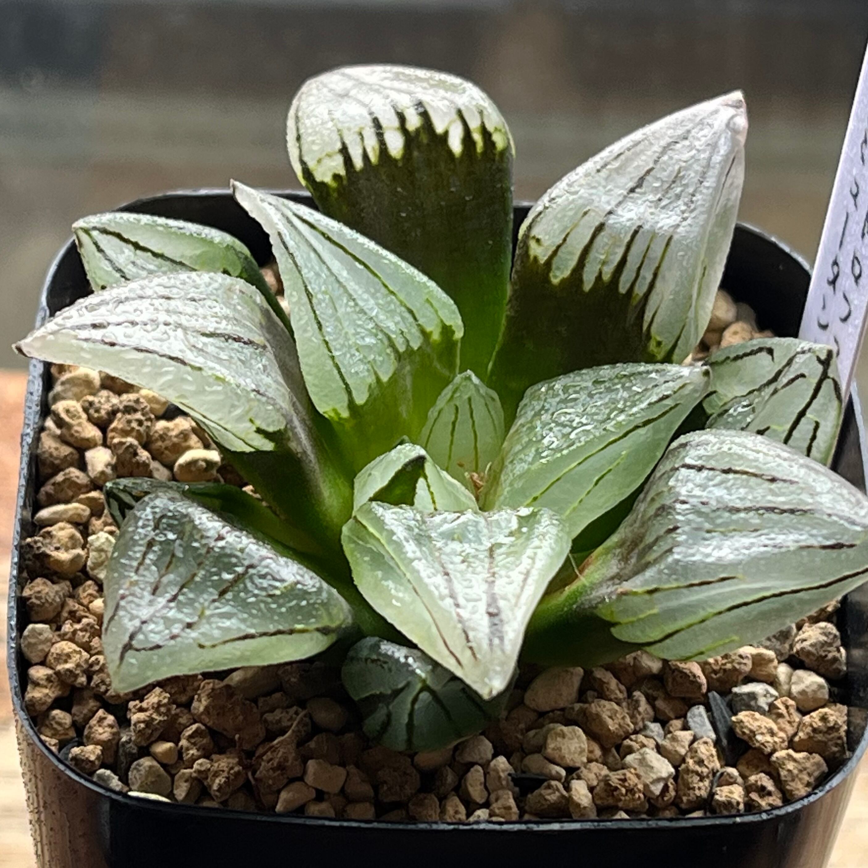 ハオルチア 多肉植物 白帝城錦糊斑 - メルカリ 白帝城 白帝城全窓変異