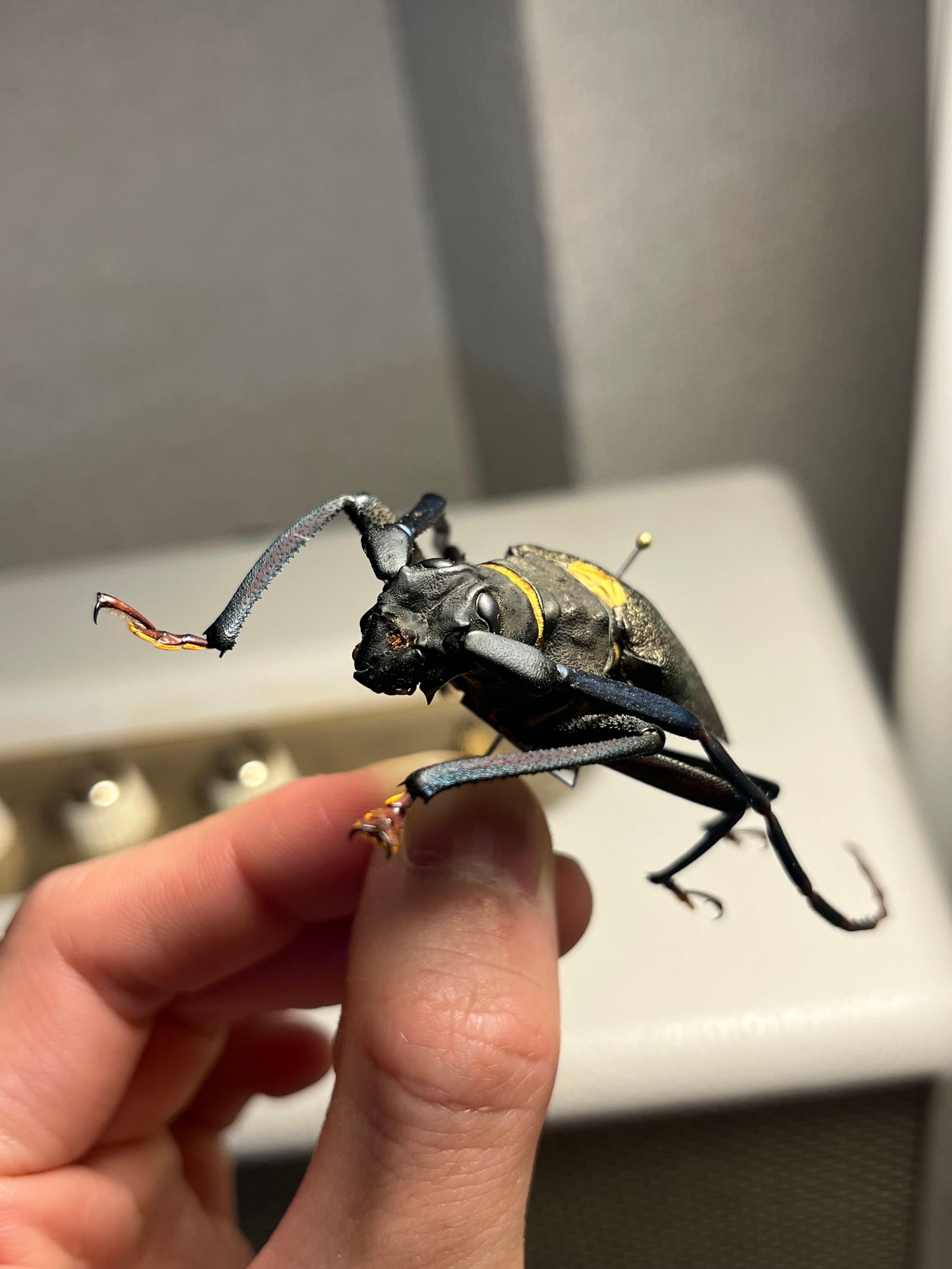 63mm】Mallaspis scutellarisカミキリ 標本ナンベイオオタガメ