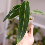 アンスリウム ワロクアーナム / Anthurium Warocqueanum㉕ / 観葉植物<育て方・花言葉>