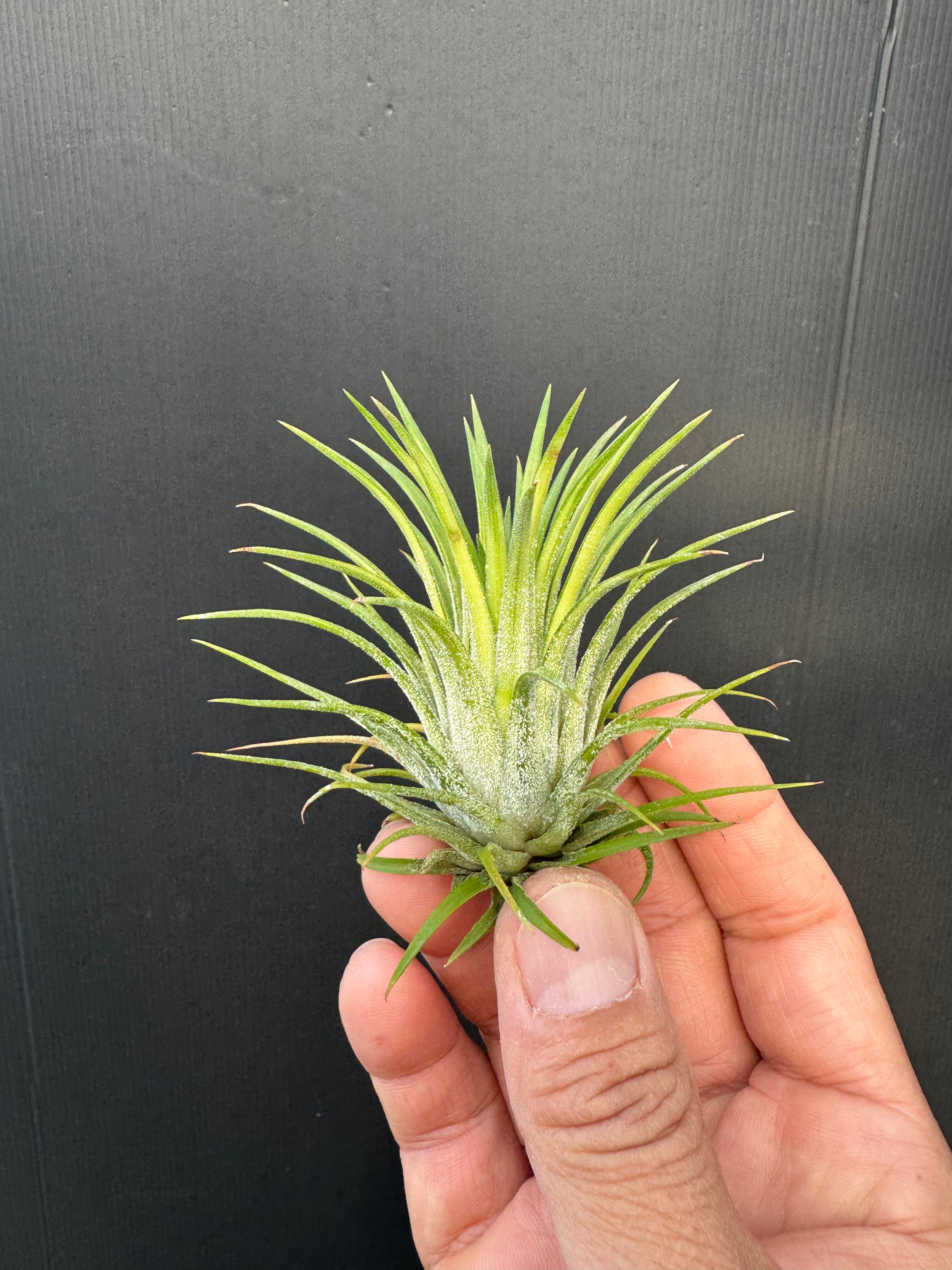キセログラフィカxイオナンタ① xerographica x ionantha | クルール