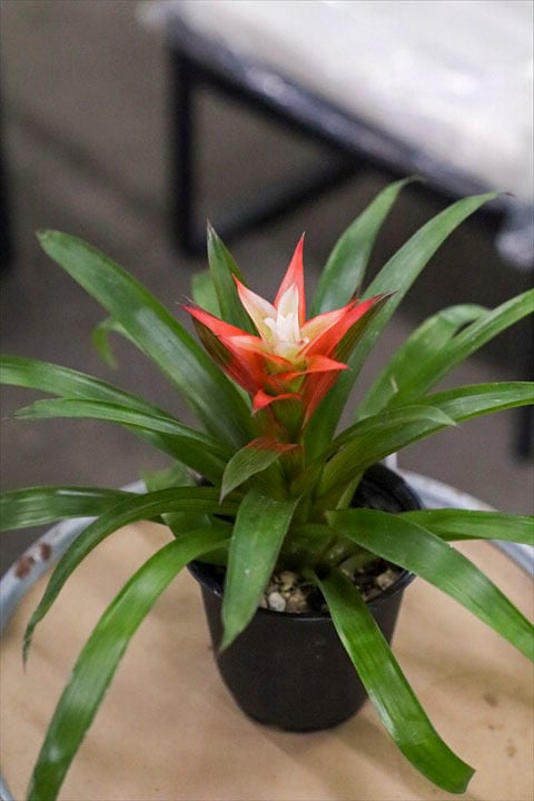 植物好き！さん購入用 オニ通