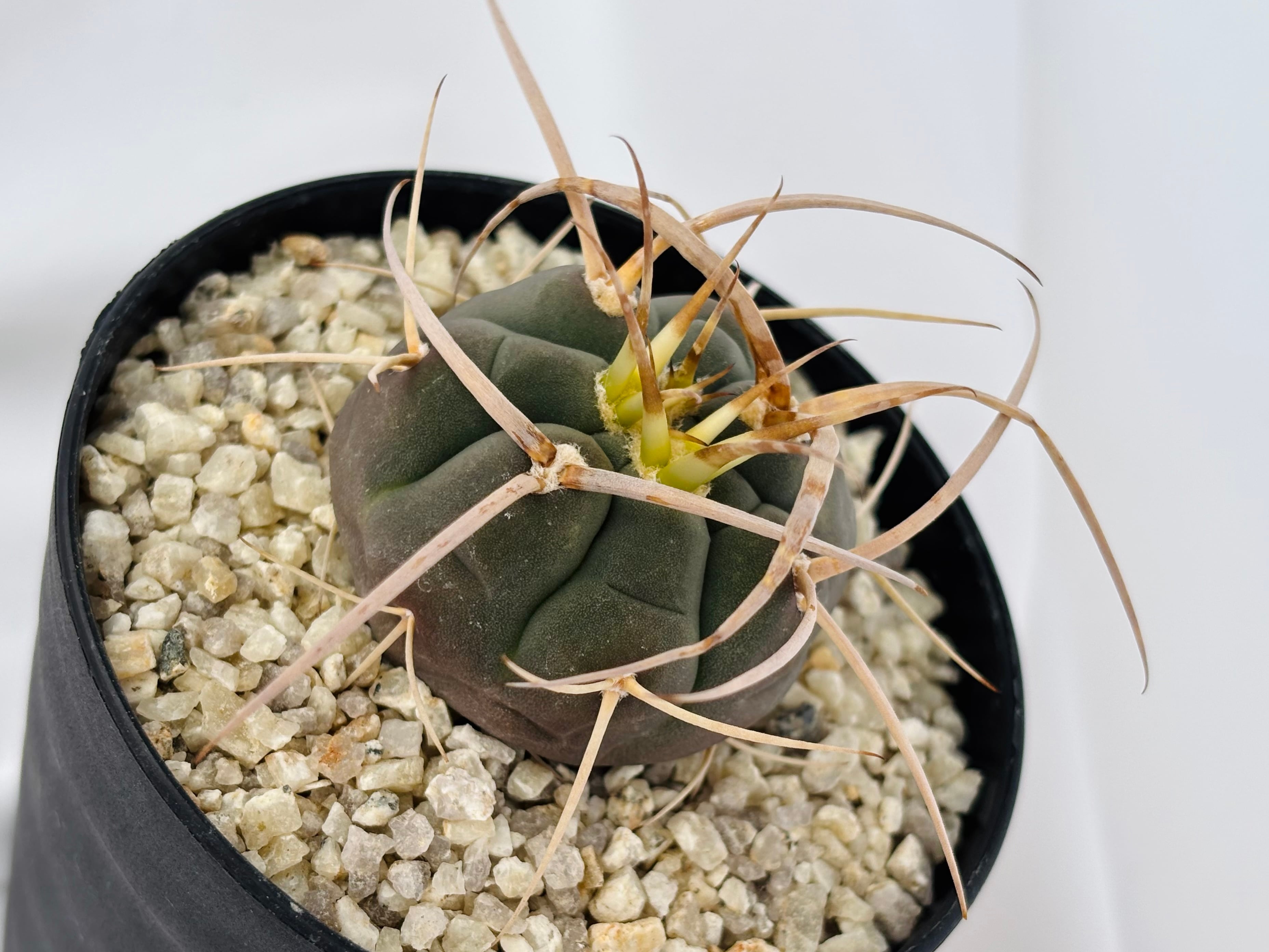 Gymnocalycium cardenasianum ギムノカリキウム 光琳玉 サボテン