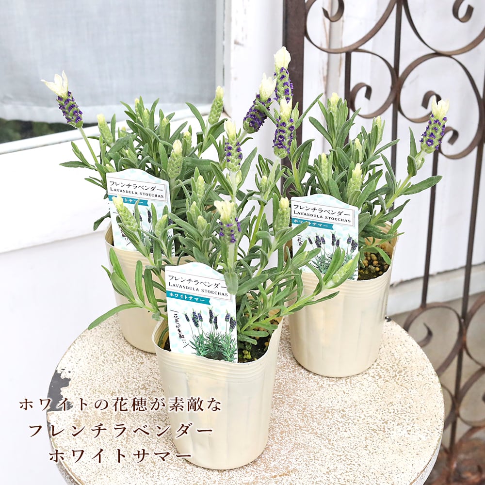 ☘️フレンチラベンダー☘️２苗セット→３苗セット☘️AG20260525 値下げセール 花苗 フレンチラベンダー ホワイトサマー 3.5号 多年草