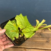 ビカクシダ　リドレイ優良実生　P.ridleyi Sebangau Kuala, Borneo【550】