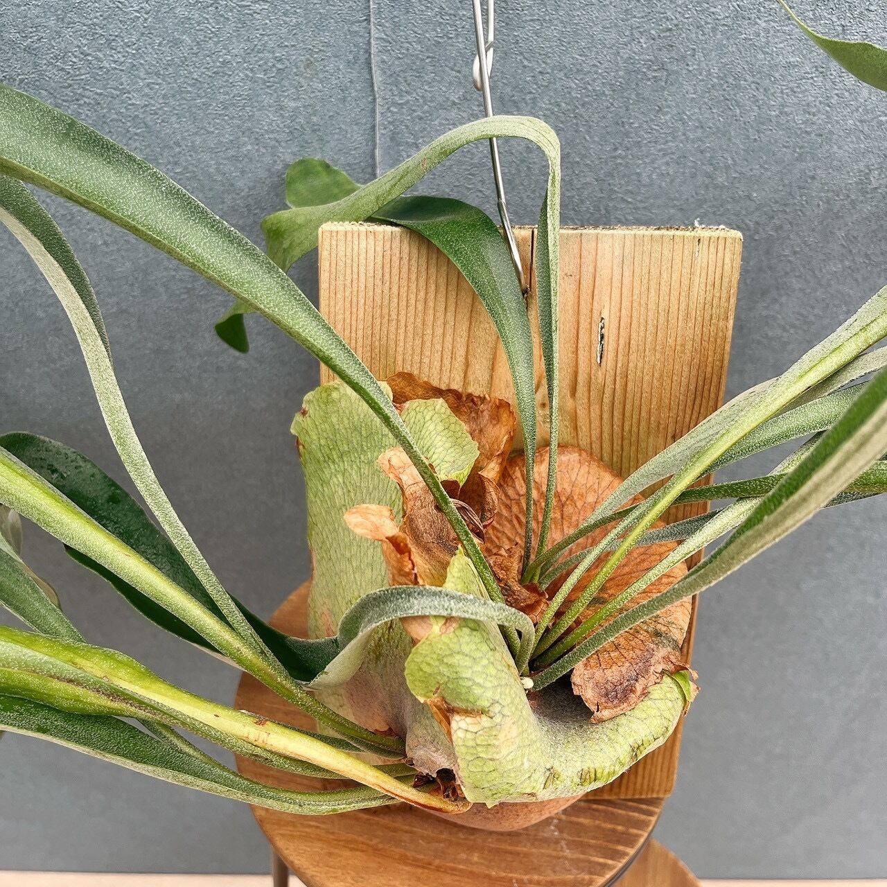現品］S ビカクシダ コウモリラン 板付 観葉植物 室内 おしゃれ 吊り