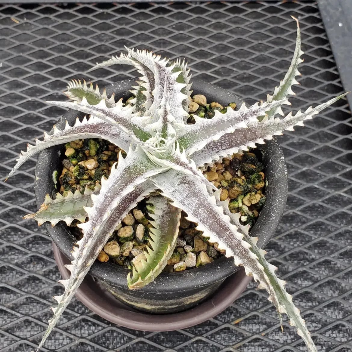 レアプランツ通販サイトPlants Maniax（プランツ・マニアックス）