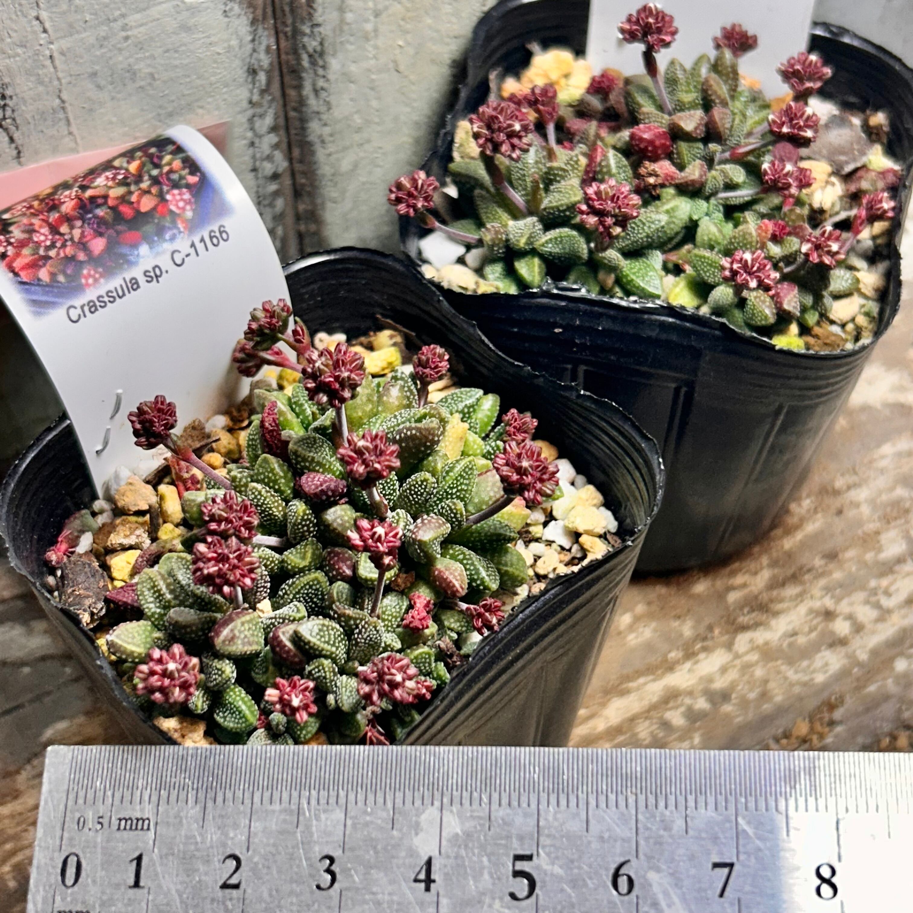 姫稚児 | RuPo 多肉植物専門店