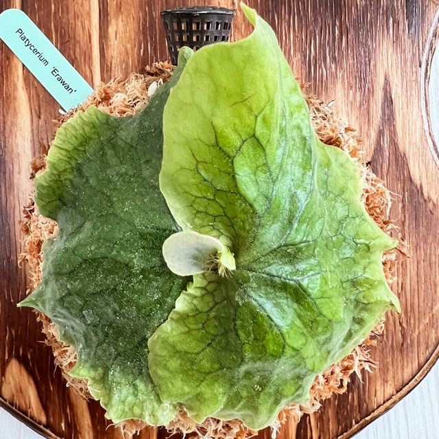 ビカクシダ エラワン 子株 板付 【観葉植物 室内 コウモリラン】