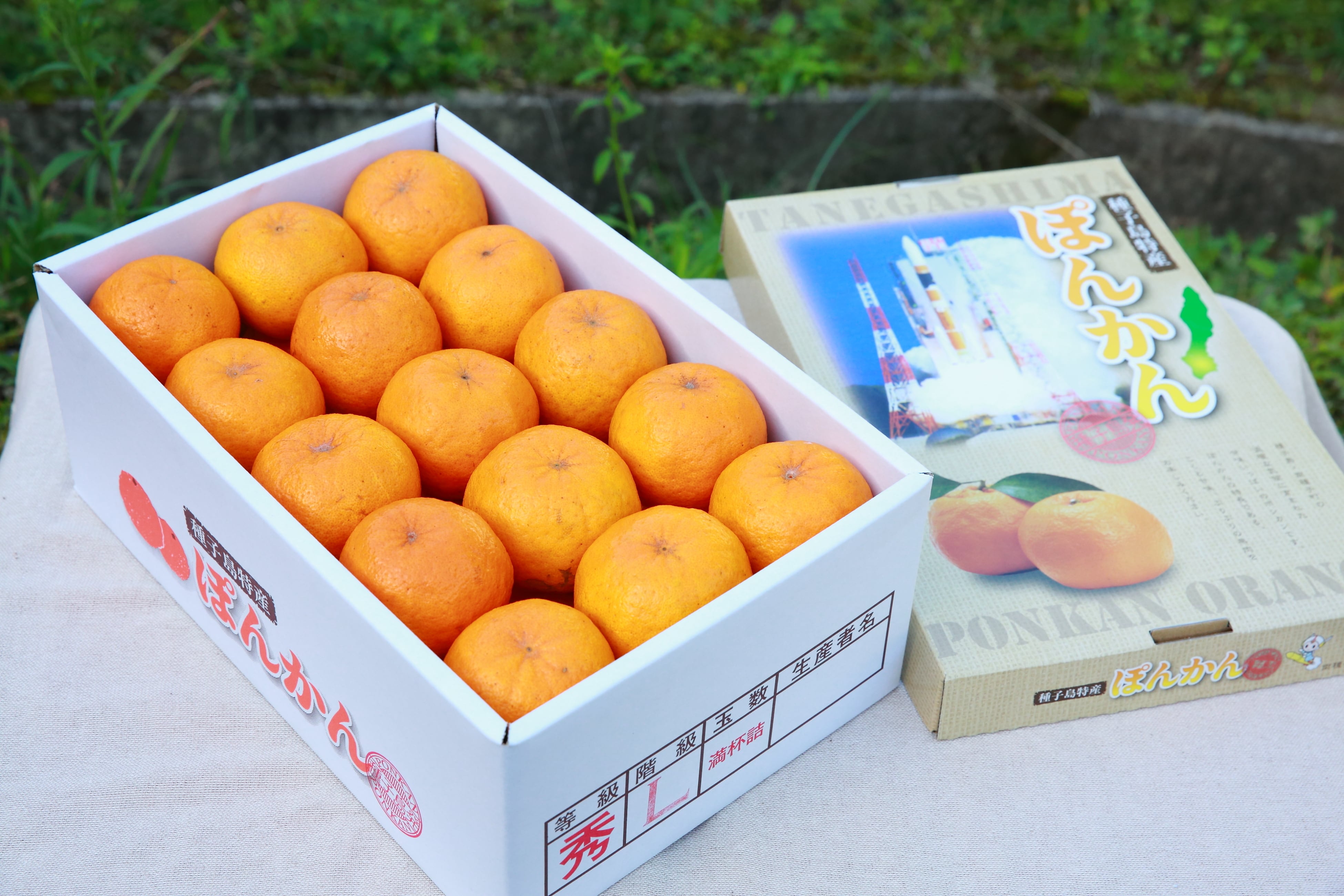 ぽんかん　まとめ売り 50年除草剤不使用の畑で作るぽんかん【5㎏】｜のっちーよオンライン