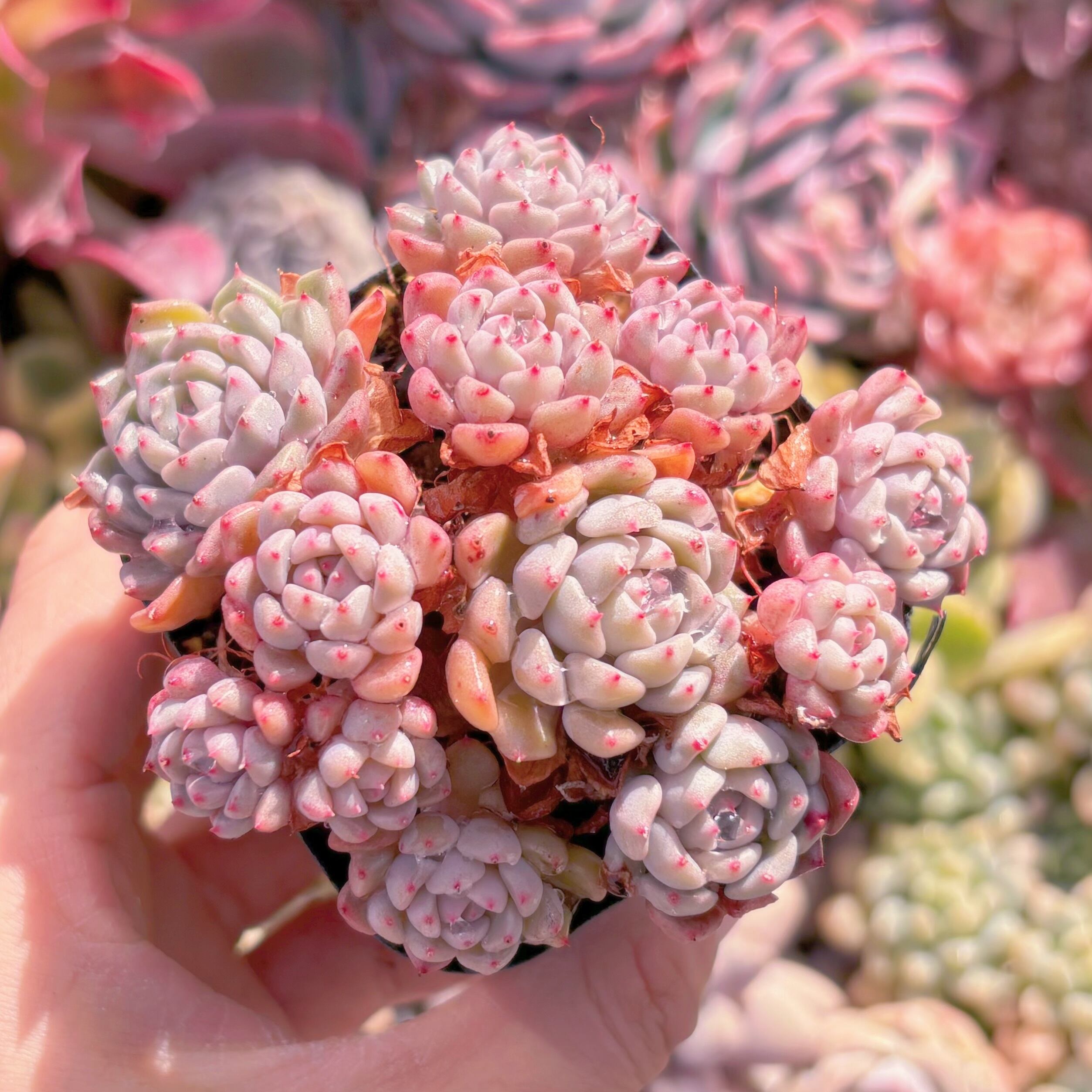 現品　ピンクバブル#929　るる農園