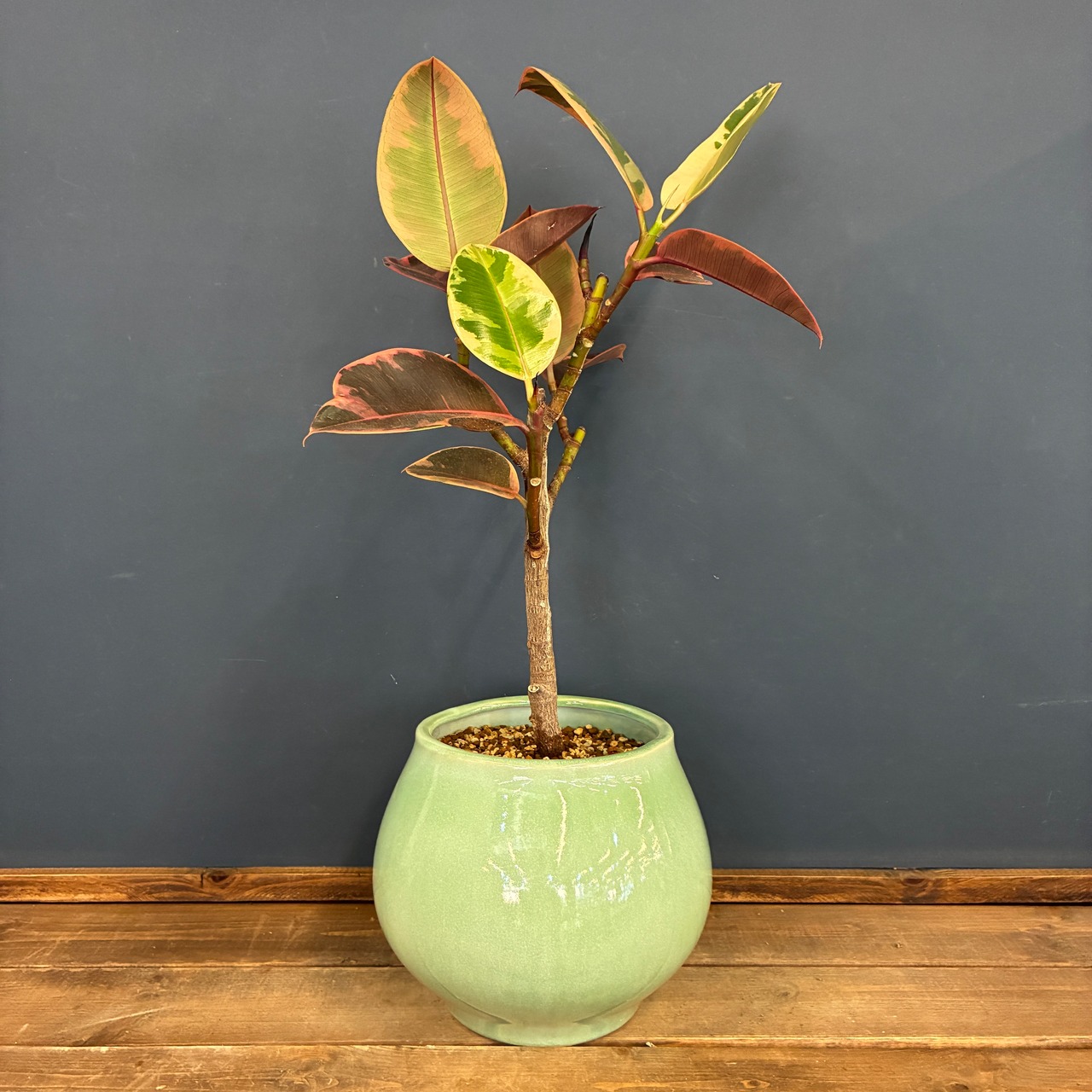 フィカス エラスティカ ルビー 植え込み品【1097】