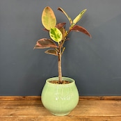 フィカス エラスティカ ルビー 植え込み品【1097】