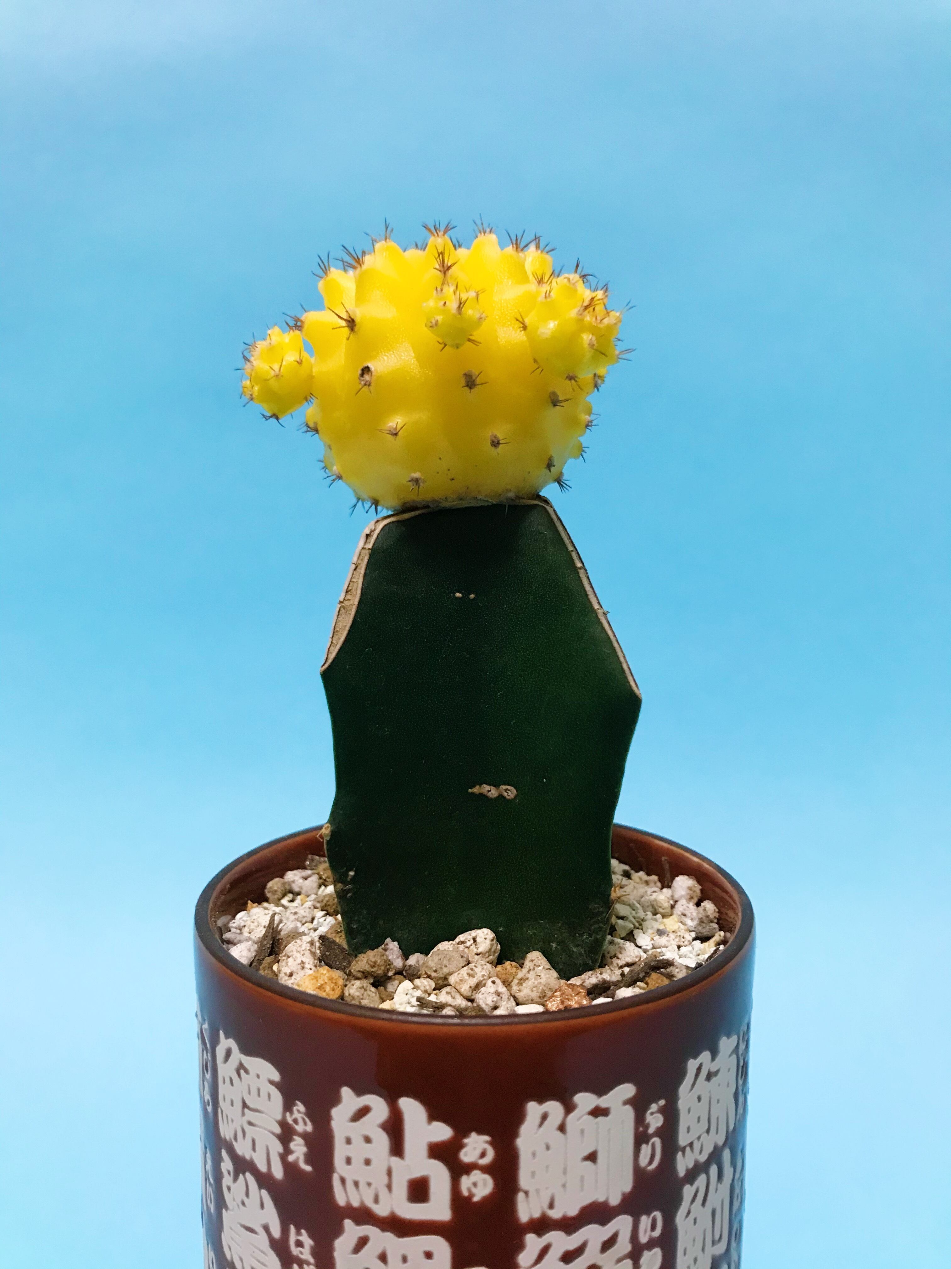 仙人掌 緋牡丹 サボテン ヒボタン 観葉植物 多肉植物のお店flex