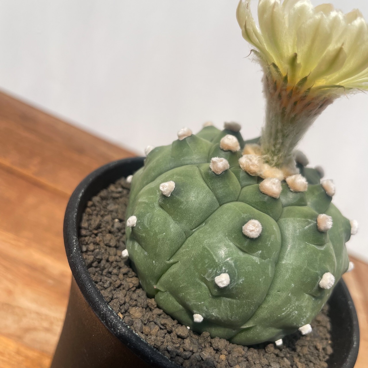 Astrophytum asterias f.nudum【アストロフィツム・亀甲瑠璃兜】