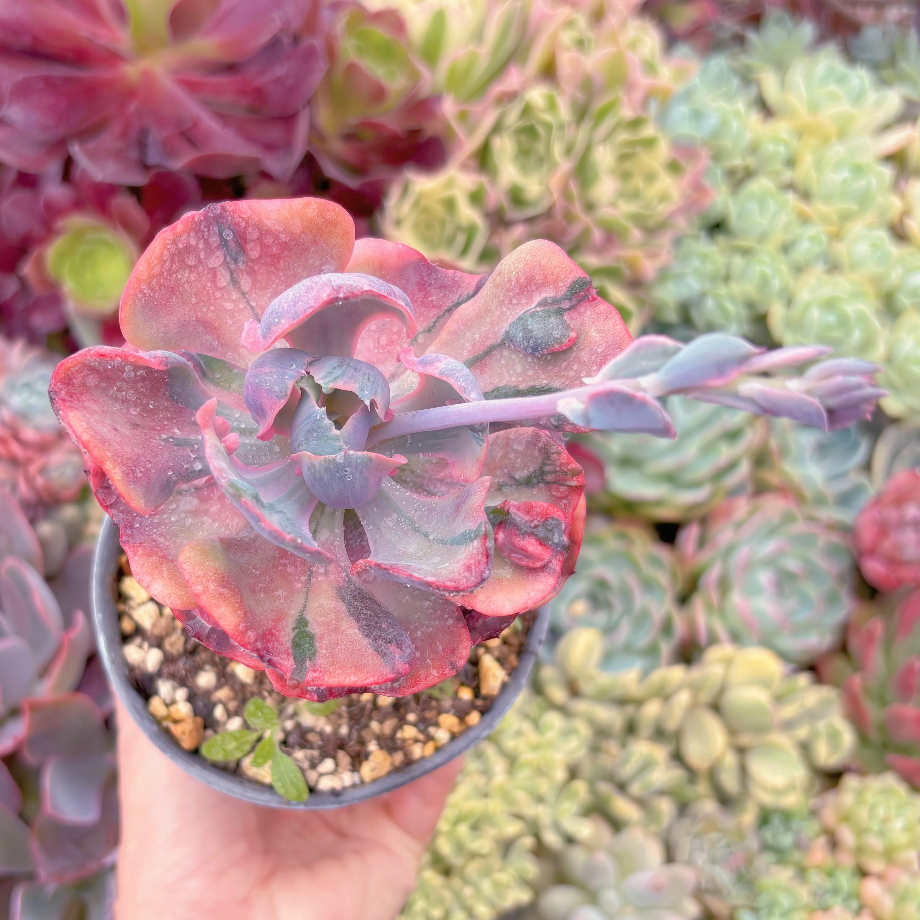 現品　ビヨンセ錦#642　るる農園