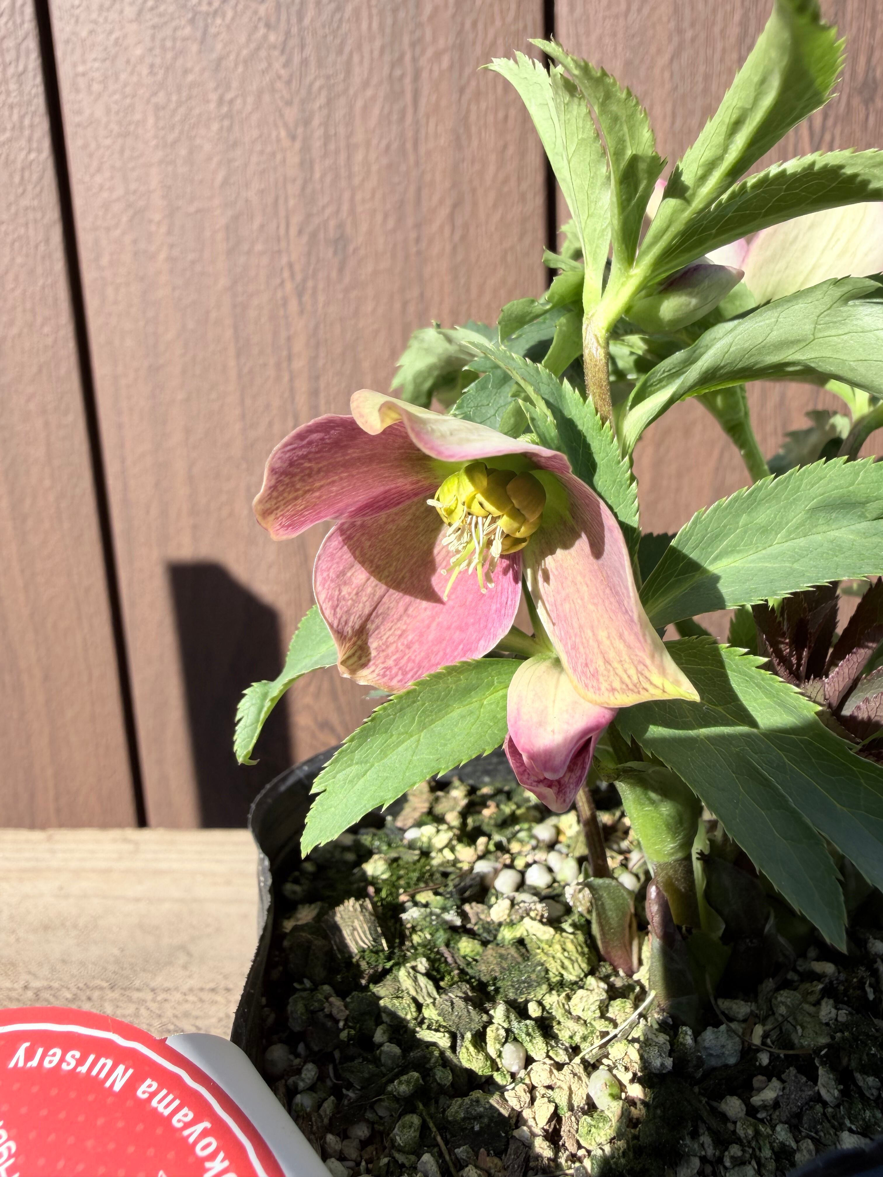 グロッシー☆カラーパープルカラー多弁 ※蕾無し価格 加藤農園