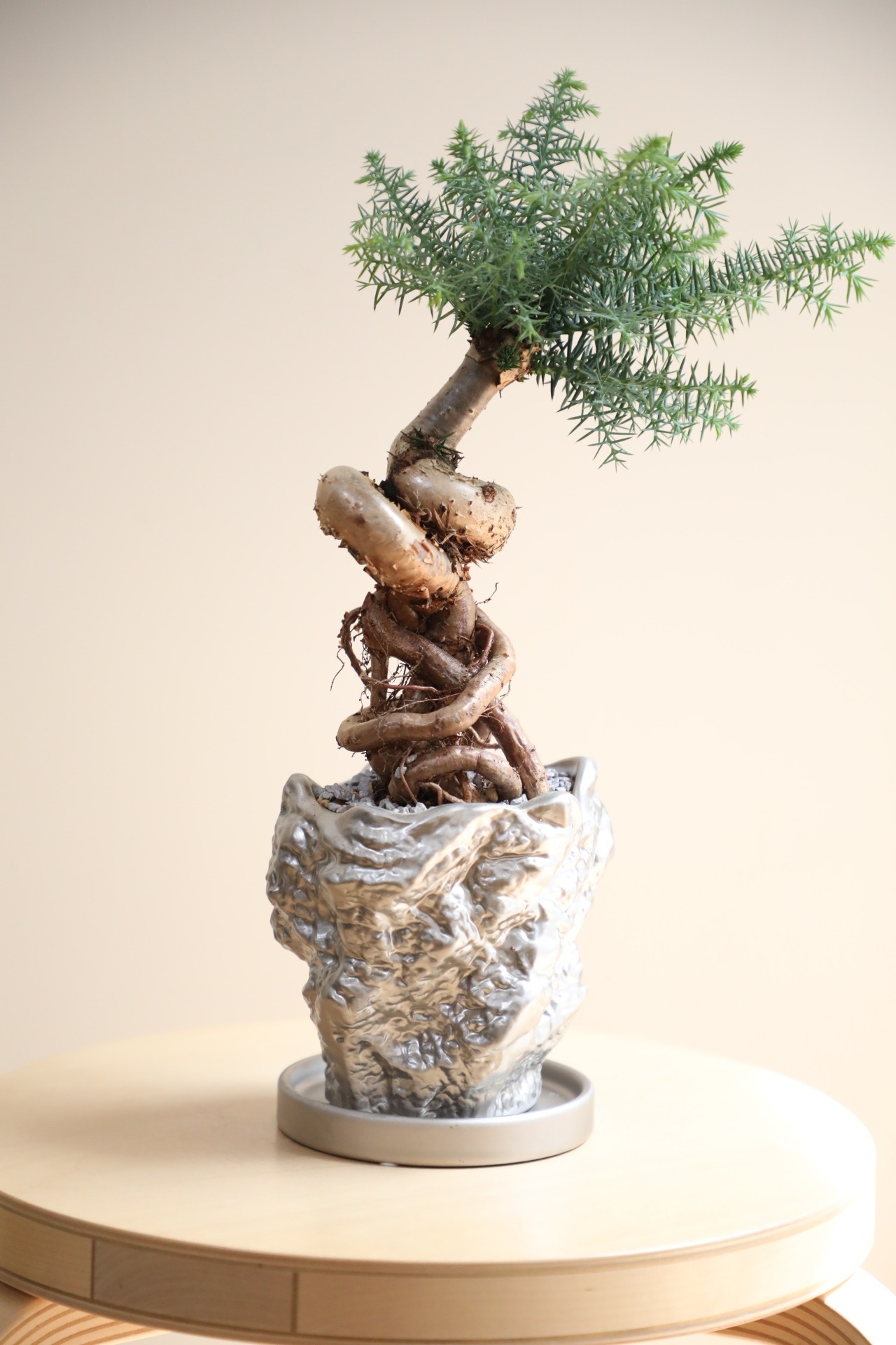 【M】アローカリア/Araucaria heterophylla