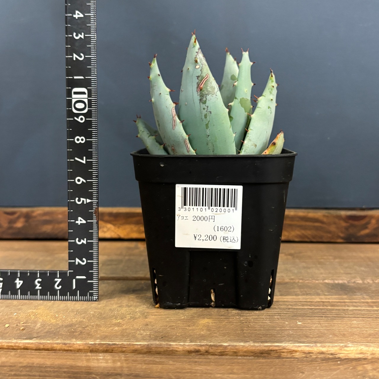 アロエ　ペグレラエ【983】