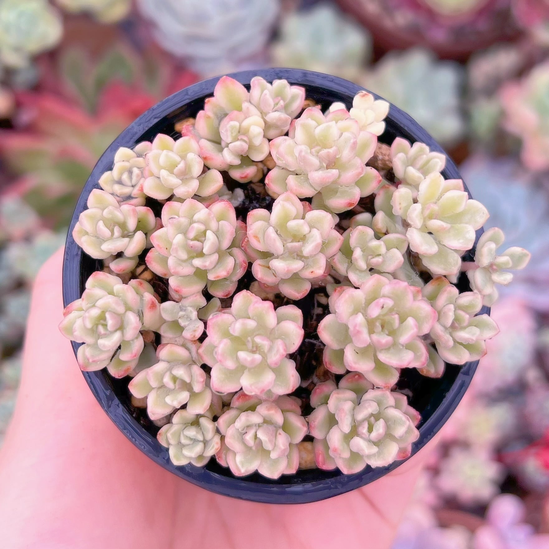 現品　ジョイスタロック錦#F237　るる農園