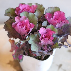 ハボタンお正月の寄せ植え　縁起物　フリルが入るハボタン