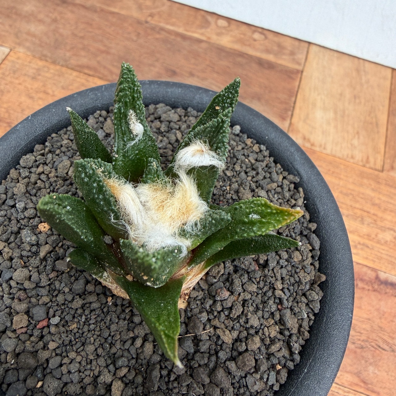 Ariocarpus bravoanus【アリオカルプス・ブラボアナス・実生】