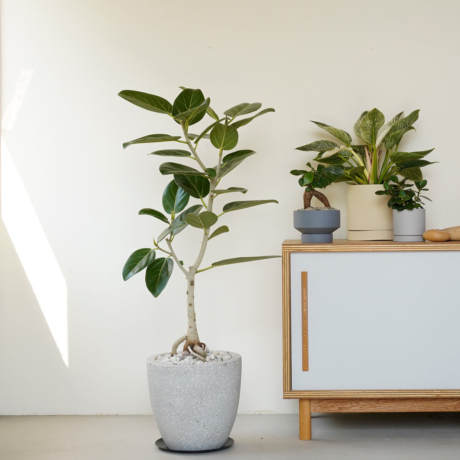 フィカス ベンガレンシス | AYANAS（アヤナス）｜観葉植物のセレクト