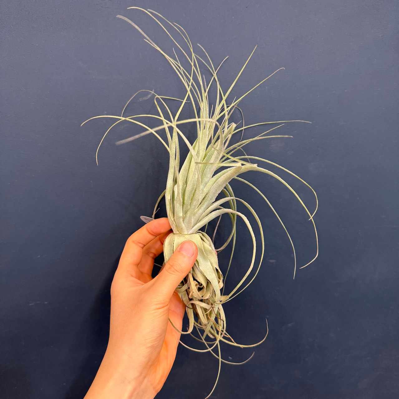 チランジア ガルドネリィ【311】