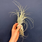 チランジア ガルドネリィ【311】