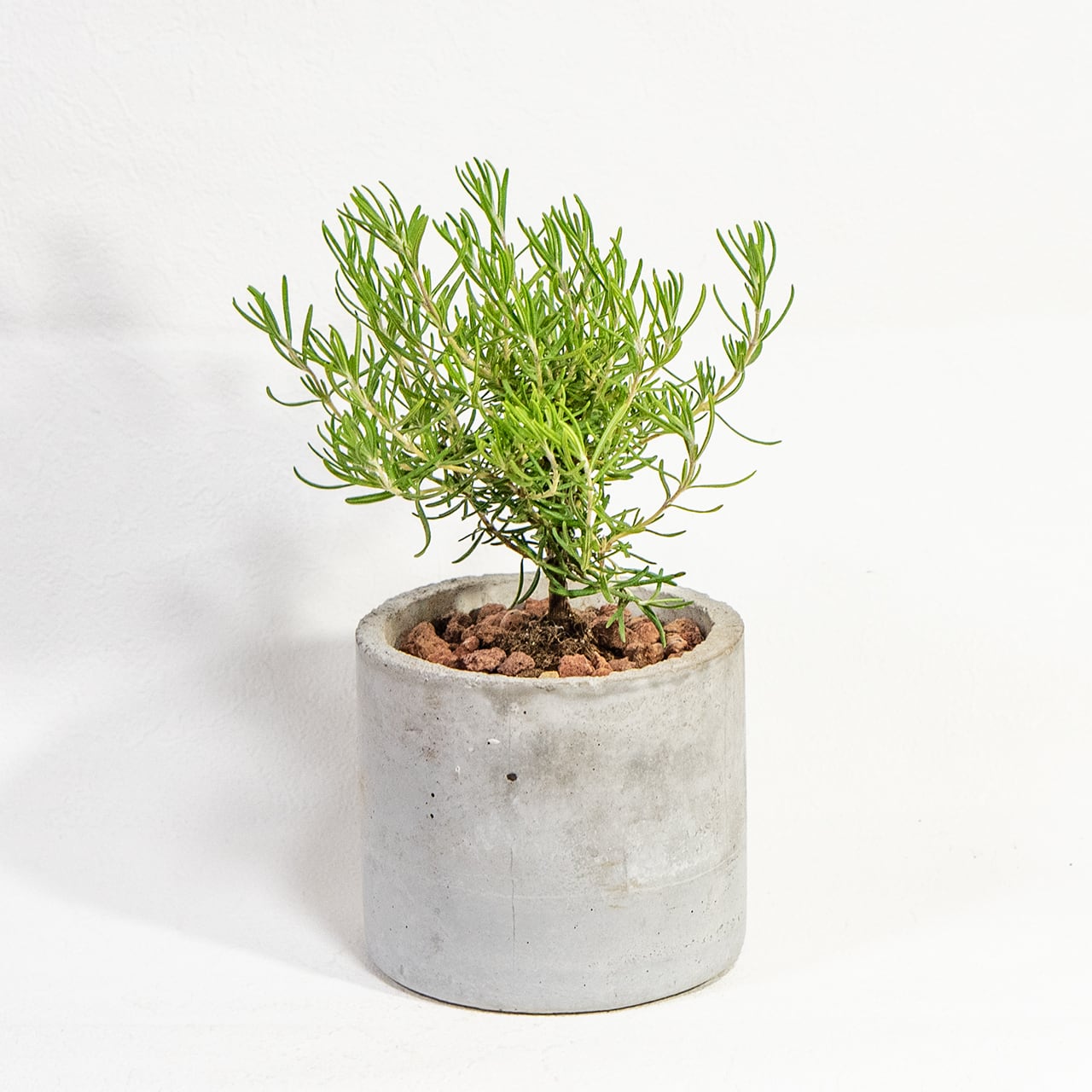 【ミニツリーのような愛らしい樹形】観葉植物・ローズマリー。一株ごとの厳選仕入れで元気な苗をお届け。スタイリッシュな手づくりモルタル鉢／虫発生抑制／全国一律送料850円