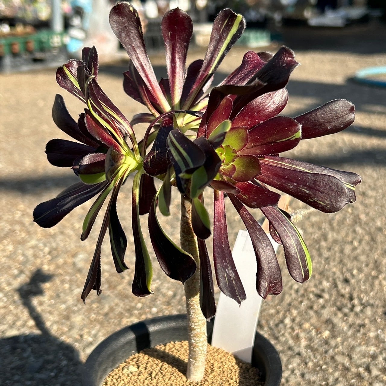 ビックバン(アエオニウム) | RuPo 多肉植物専門店